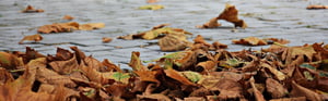 Foglie secche a terra in autunno, simbolo di stanchezza autunnale, malinconia autunnale e cattivo umore legati al cambio di stagione.